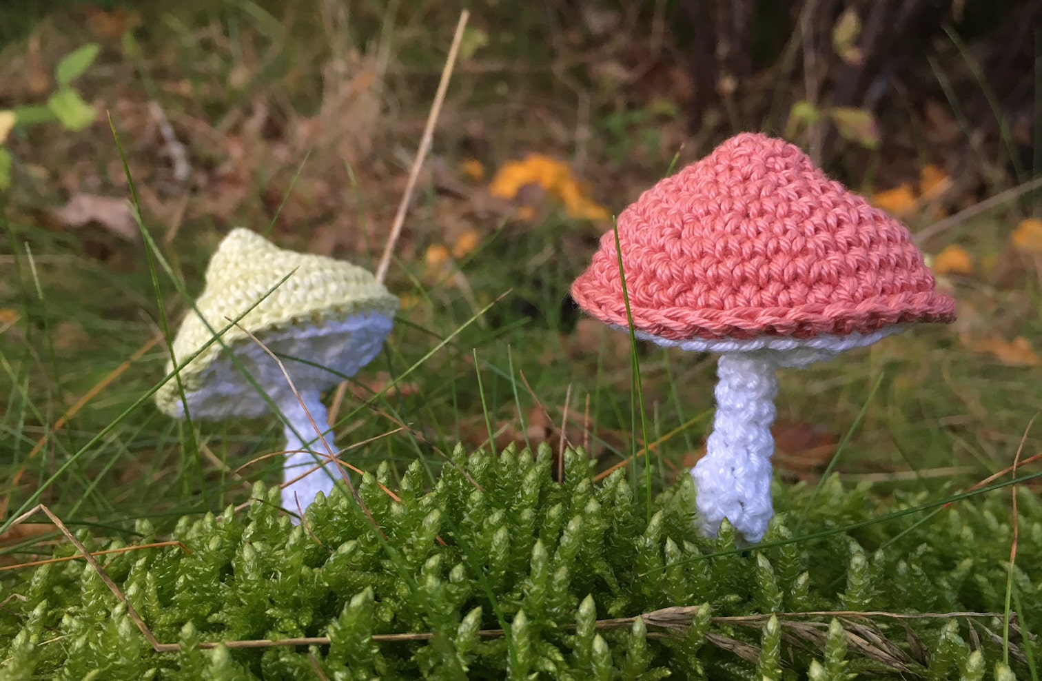 Färgglada svampar